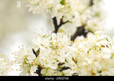 fleurs de prunes au printemps (hi key) Banque D'Images