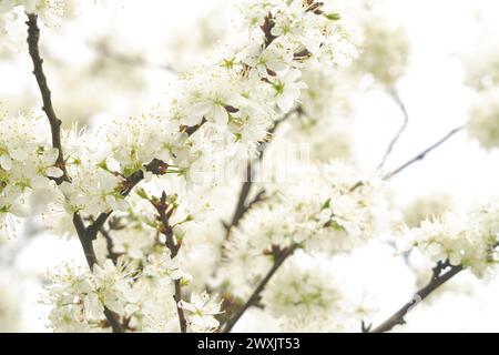 fleurs de prunes au printemps (hi key) Banque D'Images