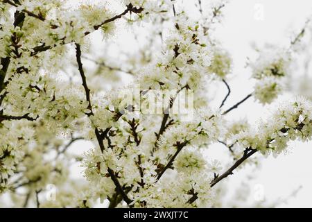 fleurs de prunes au printemps (hi key) Banque D'Images