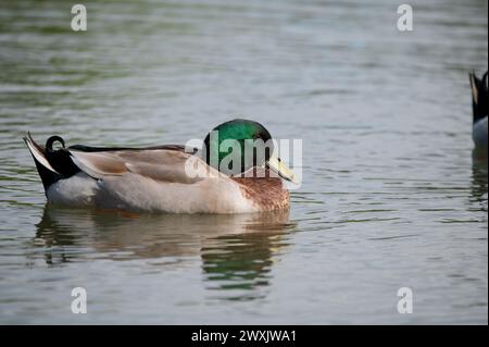 Un mâle, Mallard Duck nageant avec désinvolture à travers l'eau calme d'un étang par un matin ensoleillé. Banque D'Images