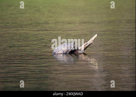 Une tortue de carte prenant le soleil sur une branche sortant de l'eau d'un étang par une journée ensoleillée. Banque D'Images