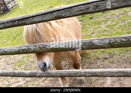 Jeune cheval bleu dun islandais assis sur l'herbe près de la clôture aride Banque D'Images