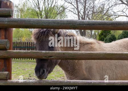 Jeune cheval bleu dun islandais assis sur l'herbe près de la clôture aride Banque D'Images