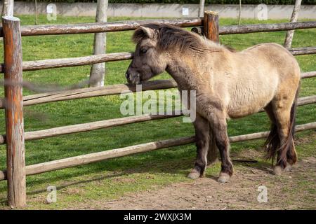 Jeune cheval bleu dun islandais assis sur l'herbe près de la clôture aride Banque D'Images