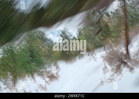 Vue abstraite du sentier enneigé à travers la belle forêt de l'État de Washington. Deux expositions ICM (Intentional Camera Movement) combinées dans l'appareil. Banque D'Images