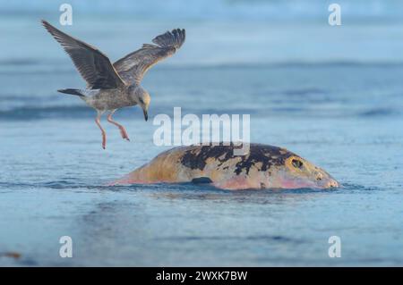 Mouette de Californie (Larus californicus) débarquant sur un lion de mer mort échoué pour se nourrir à Rosarito Beach, basse Californie, Mexique. Mars 2024 Banque D'Images