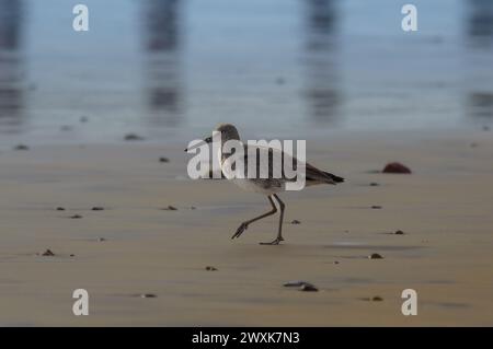 Willet, Tringa semipalmata, marchant au bord de l'océan Pacifique à Rosarito Beach, basse Californie, Mexique en mars 2024 Banque D'Images