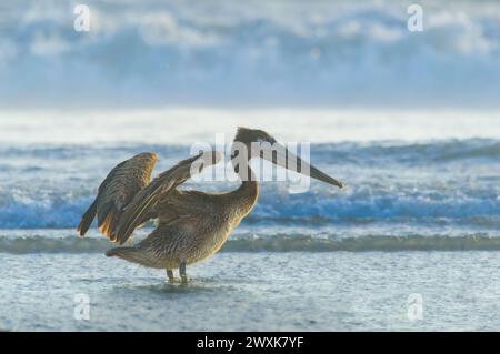 Le pélican brun se dessèche à Rosarito Beach, basse Californie, Mexique. Debout dans l'océan Pacifique après la pêche, le pélican brun secoue l'eau Banque D'Images