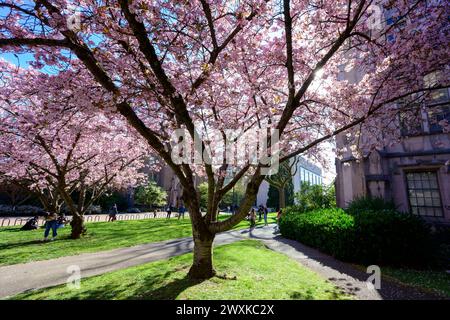 Seattle, Washington, États-Unis. 31 mars 2024. Les gens affluent pour célébrer le dernier jour du Cherry Blossom Festival à l'Université de Washington à Seattle. Alors que les pics de floraison sont venus tôt cette année dans tout l'hémisphère Nord, il y avait encore une foule importante en ce dimanche de Pâques. (Crédit image : © Shane Srogi/ZUMA Press Wire) USAGE ÉDITORIAL SEULEMENT! Non destiné à UN USAGE commercial ! Banque D'Images