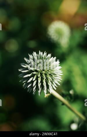 Globe Thistle Banque D'Images