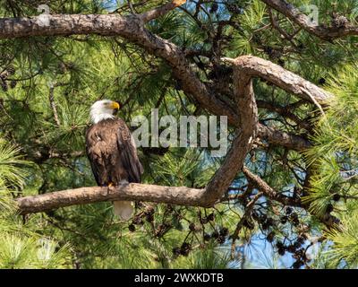 Aigle chauve adulte perché dans un pin loblolly face à droite dans les Woodlands, Texas. Banque D'Images