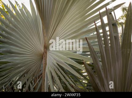 Bismarckia nobilis ou palmier Bismarck, un palmier pour un politicien. Banque D'Images