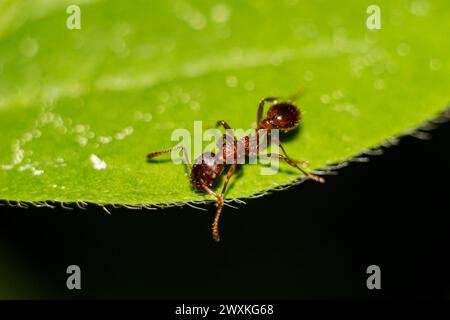 Petite fourmi rouge marchant sur une feuille verte en gros plan Banque D'Images