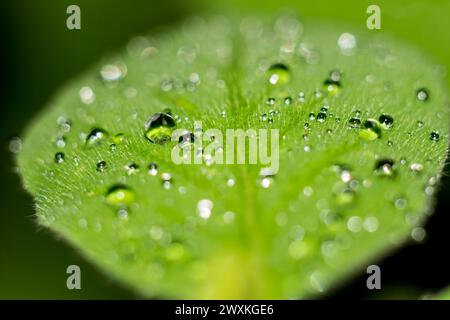 Gouttes de pluie sur les feuilles vertes des plantes après la pluie Banque D'Images