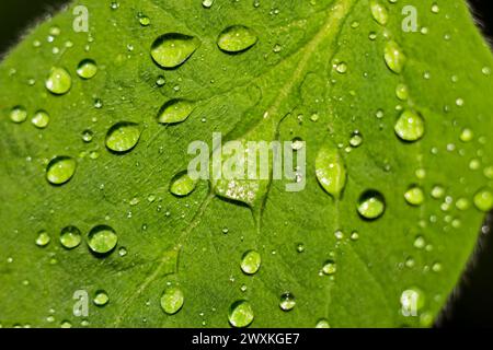 Gouttes de pluie sur les feuilles vertes des plantes après la pluie Banque D'Images