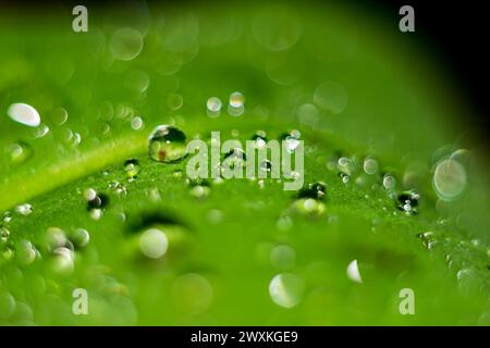 Gouttes de pluie sur les feuilles vertes des plantes après la pluie Banque D'Images