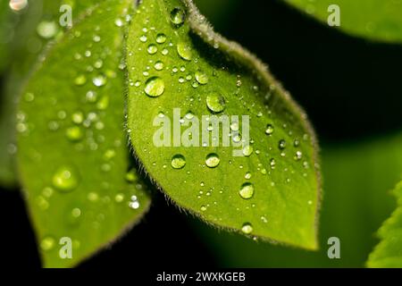 Gouttes de pluie sur les feuilles vertes des plantes après la pluie Banque D'Images