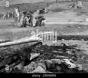 Marquer des fers dans un feu sur un ranch où les cow-boys marquent le bétail comme on le voit dans l'arrière-plan CA. années 1940 Banque D'Images