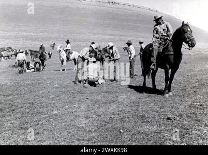 Les cow-boys amérindiens qui marquent le bétail dans un ranch du Wyoming CA. années 1940 Banque D'Images