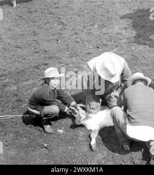 Garçon regarde la caméra tandis que les cow-boys marquent un veau CA. 1940s ou 1950s. Banque D'Images