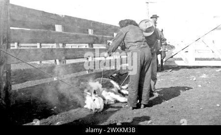 Femme marquant un gros veau sur un ranch dans le Wyoming CA. 1938 Banque D'Images