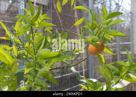 Arbre de mandarine avec des fruits orange mûrs dans le pot. Mise au point sélective Banque D'Images