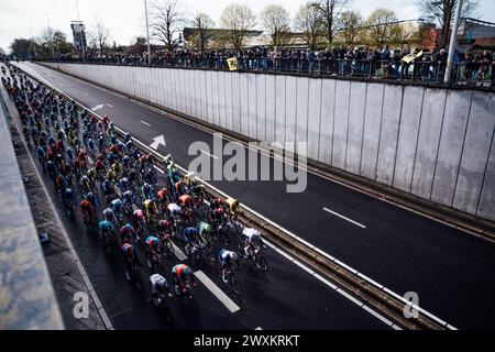 Oudenaarde, Belgique. 31 mars 2024. Photo Zac Williams/SWpix.com - 31/03/2024 - cyclisme - 2024 ronde Van Vlaanderen - le peloton. Crédit : SWpix/Alamy Live News Banque D'Images