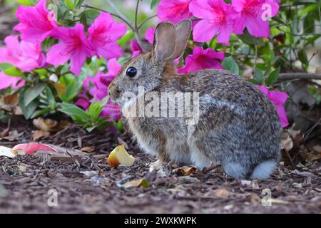 Un lapin mangeant de la nourriture près de fleurs dans un champ Banque D'Images