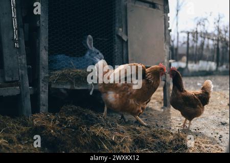 Trois poulets dans un enclos avec du foin au sol Banque D'Images