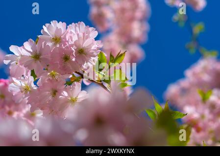 branche de cerise avec des fleurs sur un ciel bleu clair, avant-plan et arrière-plan flous, prise de vue par en-dessous Banque D'Images