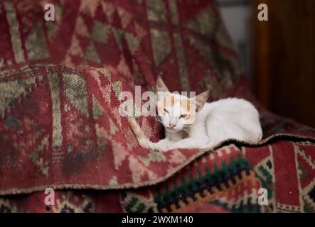 Un chat se prélassant sur une couverture avec un chat orange et blanc jetant un coup d'œil par dessous Banque D'Images