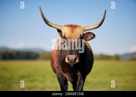 Vache brune et noire sur un champ vert luxuriant Banque D'Images