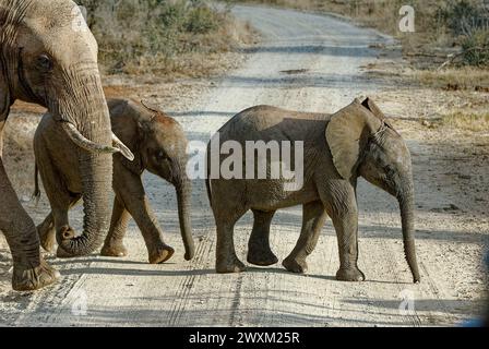 Éléphants dans le Bush sud-africain - mère éléphant guidant deux jeunes éléphants à travers une route non goudronnée. Soins parentaux Banque D'Images