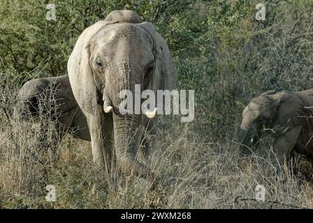 Éléphants dans l'éléphant mère de Bush sud-africain regardant la caméra avec de jeunes éléphants derrière elle. Banque D'Images