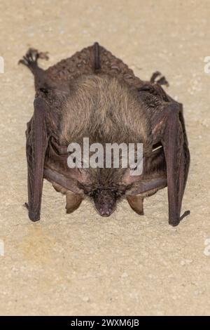 Une grande chauve-souris attachée à un mur avec la tête vers le bas Banque D'Images