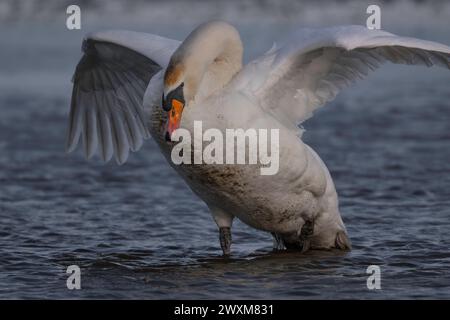 A Cob Mute Swan Cygnus olor montrant une agression à la réserve naturelle de Cley North Norfolk, Royaume-Uni Banque D'Images