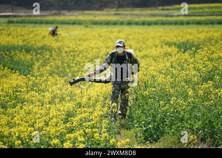 XI'an, province chinoise du Shaanxi. 22 mars 2024. Un villageois travaille dans un champ dans le canton de Shuanghe de Xunyang, dans la province du Shaanxi au nord-ouest de la Chine, le 22 mars 2024. Crédit : Shao Rui/Xinhua/Alamy Live News Banque D'Images