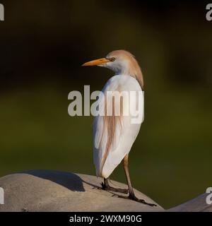 Aigle de l'Ouest, Ardea Ibis, assis sur un cheval, Riserva Naturale, Isola della Cona, Italie Banque D'Images