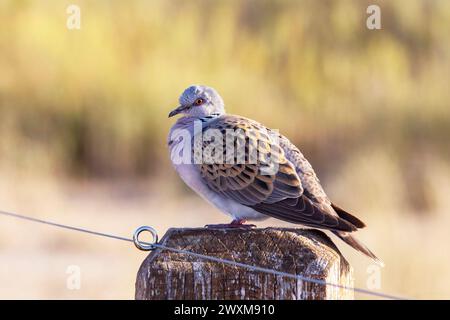 Tourterelle européenne, Streptopelia turtur, Parc naturel, Lac Vrana, Croatie Banque D'Images