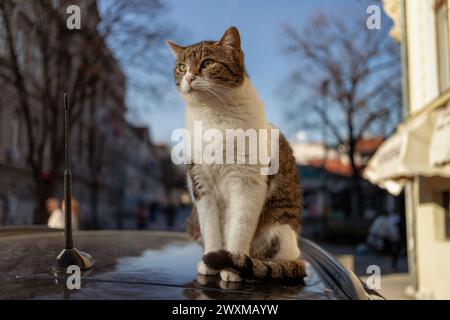 Un tomcat errant assis et bronzant sur le toit d'une voiture Banque D'Images