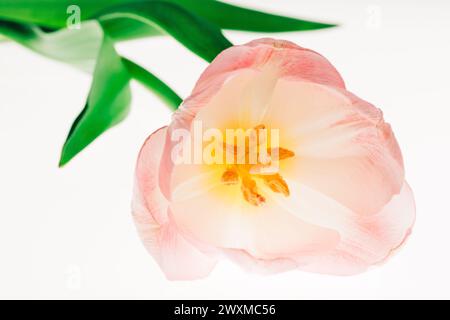 Gros plan macro de tulipe rose Banque D'Images