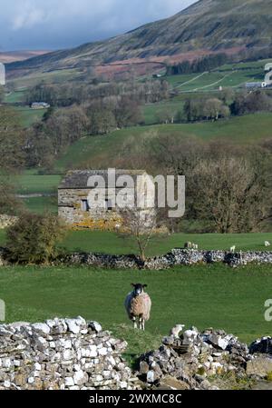 Tôt le matin dans le haut Wensleydale, en regardant le dale près de Burtersett vers Abbotside et Cotterdale Fells au début du printemps. Yorkshire Dales Nation Banque D'Images