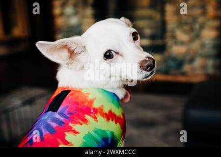 Petit chien blanc chihuahua portant une tenue gay Pride arc-en-ciel Banque D'Images