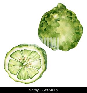 Illustration de bergamote aquarelle isolée sur blanc. Ensemble de fruits de bergamote entiers et en tranches dessinés à la main. Agrumes mûrs d'oranger de Séville. Eleme de conception Banque D'Images