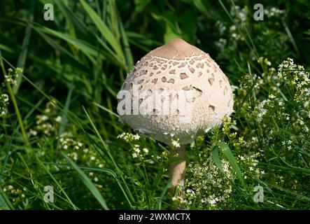 Jeune champignon Parasol (Macrolepiota procera) au milieu de petites fleurs blanches Banque D'Images