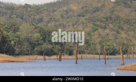 Belles photos de paysage de la réserve de tigres de Periyar / Thekkady Tourisme / photographie de paysage de la forêt du kerala / Ghats occidentaux / Idukki Banque D'Images