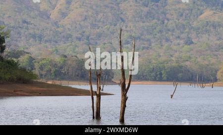 Belles photos de paysage de la réserve de tigres de Periyar / Thekkady Tourisme / photographie de paysage de la forêt du kerala / Ghats occidentaux / Idukki Banque D'Images