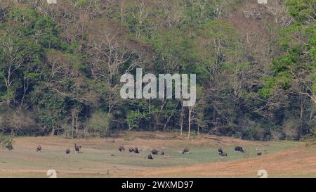 Belles photos de paysage de la réserve de tigres de Periyar / Thekkady Tourisme / photographie de paysage de la forêt du kerala / Ghats occidentaux / Idukki Banque D'Images