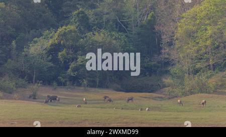 Belles photos de paysage de la réserve de tigres de Periyar / Thekkady Tourisme / photographie de paysage de la forêt du kerala / Ghats occidentaux / Idukki Banque D'Images