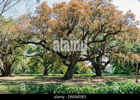 Chêne géant avec de la mousse espagnole dans City Park, la Nouvelle-Orléans Banque D'Images